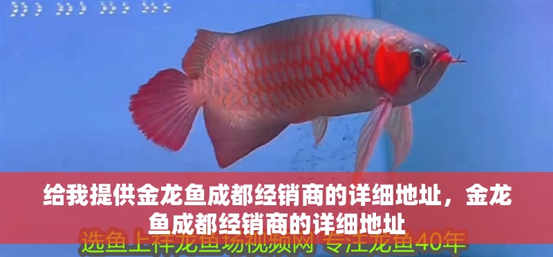 給我提供金龍魚成都經銷商的詳細地址，金龍魚成都經銷商的詳細地址