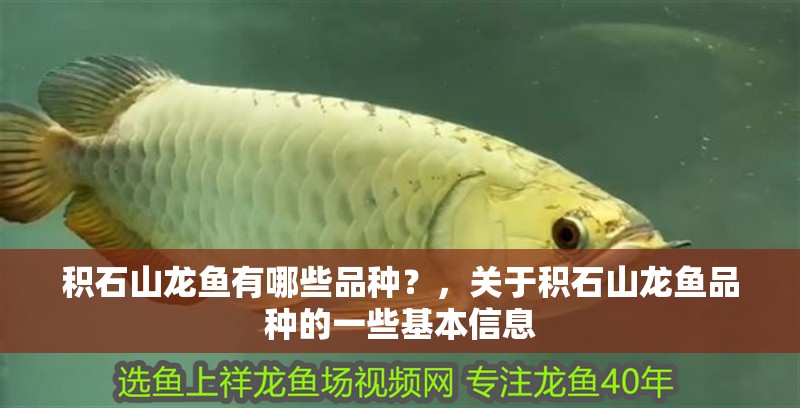 積石山龍魚有哪些品種？，關于積石山龍魚品種的一些基本信息