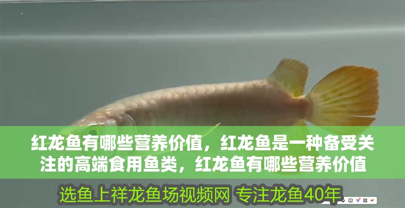 紅龍魚(yú)有哪些營(yíng)養(yǎng)價(jià)值，紅龍魚(yú)是一種備受關(guān)注的高端食用魚(yú)類，紅龍魚(yú)有哪些營(yíng)養(yǎng)價(jià)值