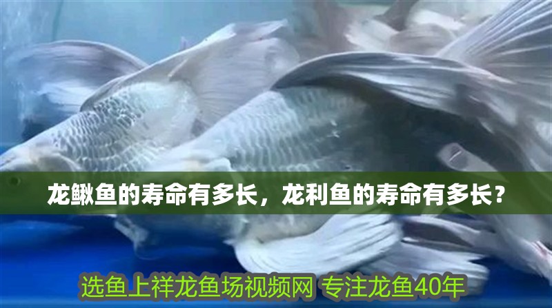 龍鰍魚的壽命有多長，龍利魚的壽命有多長？ 龍鰍魚的壽命有多長，龍利魚的壽命有多長？ 龍魚百科