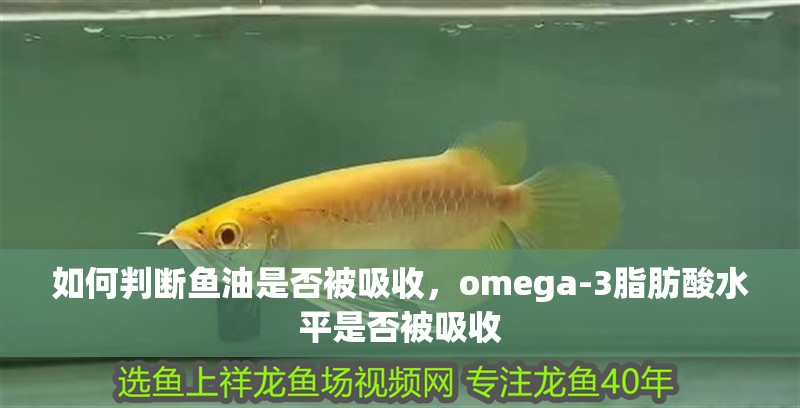 如何判斷魚油是否被吸收，omega-3脂肪酸水平是否被吸收