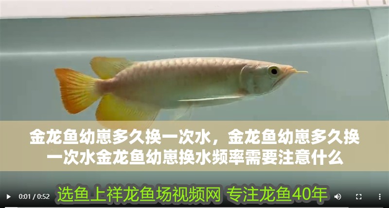金龍魚幼崽多久換一次水，金龍魚幼崽多久換一次水金龍魚幼崽換水頻率需要注意什么