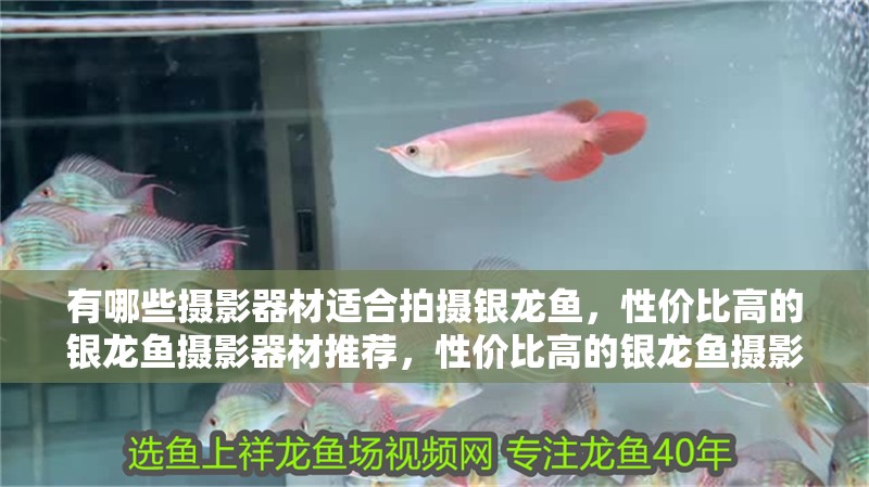 有哪些攝影器材適合拍攝銀龍魚，性價比高的銀龍魚攝影器材推薦，性價比高的銀龍魚攝影器材
