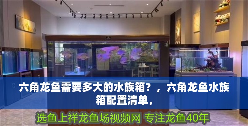 六角龍魚需要多大的水族箱？，六角龍魚水族箱配置清單，