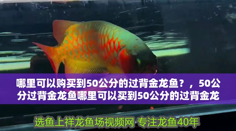 哪里可以購買到50公分的過背金龍魚？，50公分過背金龍魚哪里可以買到50公分的過背金龍魚 哪里可以購買到50公分的過背金龍魚？，50公分過背金龍魚哪里可以買到50公分的過背金龍魚 龍魚百科