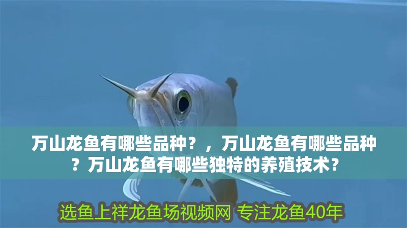 萬山龍魚有哪些品種？，萬山龍魚有哪些品種？萬山龍魚有哪些獨特的養殖技術？