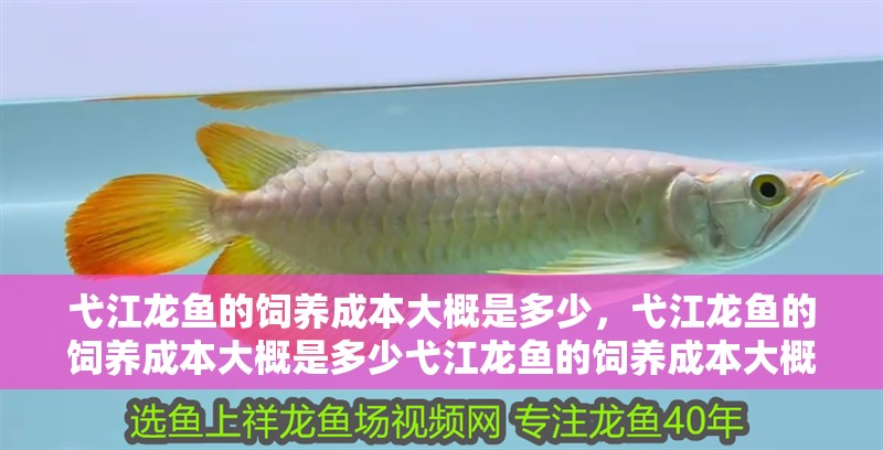弋江龍魚的飼養成本大概是多少，弋江龍魚的飼養成本大概是多少弋江龍魚的飼養成本大概是多少