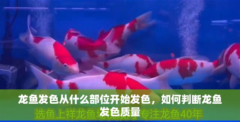 龍魚發色從什么部位開始發色，如何判斷龍魚發色質量
