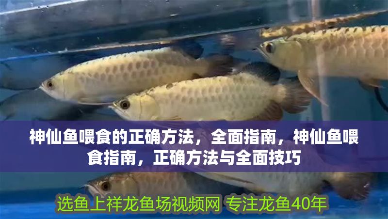 神仙魚喂食的正確方法，全面指南，神仙魚喂食指南，正確方法與全面技巧