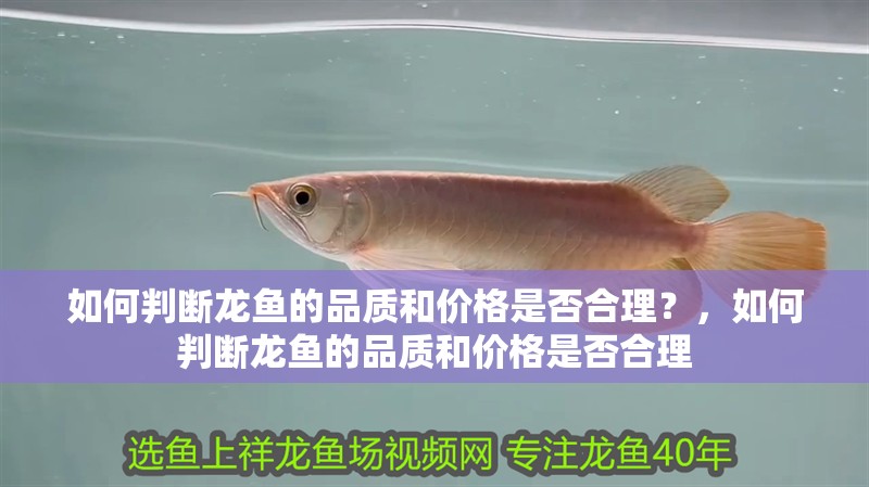 如何判斷龍魚的品質(zhì)和價(jià)格是否合理？，如何判斷龍魚的品質(zhì)和價(jià)格是否合理