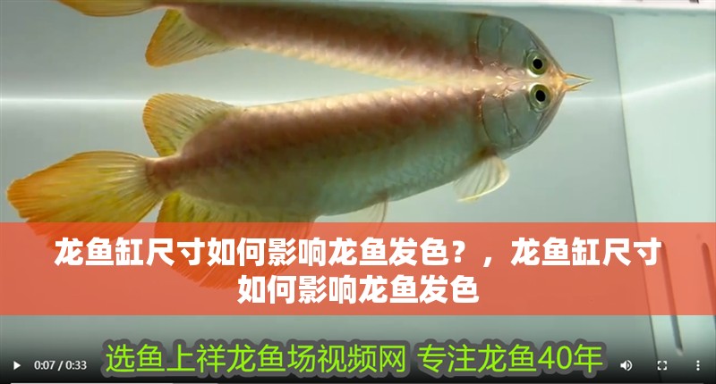 龍魚(yú)缸尺寸如何影響龍魚(yú)發(fā)色？，龍魚(yú)缸尺寸如何影響龍魚(yú)發(fā)色