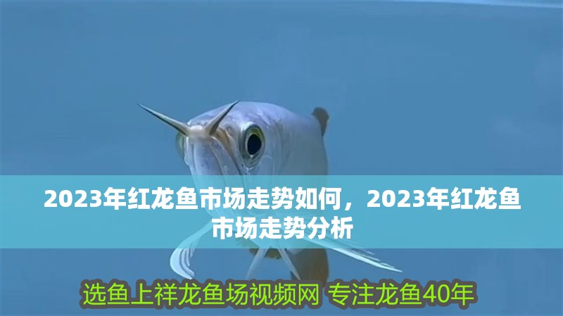 2023年紅龍魚(yú)市場(chǎng)走勢(shì)如何，2023年紅龍魚(yú)市場(chǎng)走勢(shì)分析