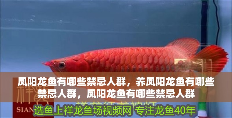 鳳陽龍魚有哪些禁忌人群，養鳳陽龍魚有哪些禁忌人群，鳳陽龍魚有哪些禁忌人群