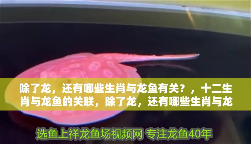 除了龍，還有哪些生肖與龍魚有關(guān)？，十二生肖與龍魚的關(guān)聯(lián)，除了龍，還有哪些生肖與龍魚有關(guān)