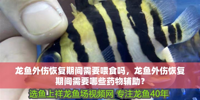 龍魚外傷恢復期間需要喂食嗎，龍魚外傷恢復期間需要哪些藥物輔助？