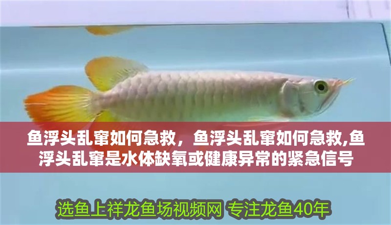 魚浮頭亂竄如何急救，魚浮頭亂竄如何急救,魚浮頭亂竄是水體缺氧或健康異常的緊急信號