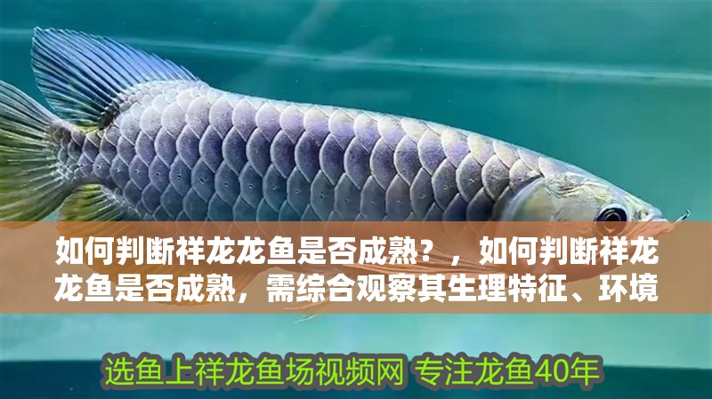 如何判斷祥龍龍魚是否成熟？，如何判斷祥龍龍魚是否成熟，需綜合觀察其生理特征、環境適應情況