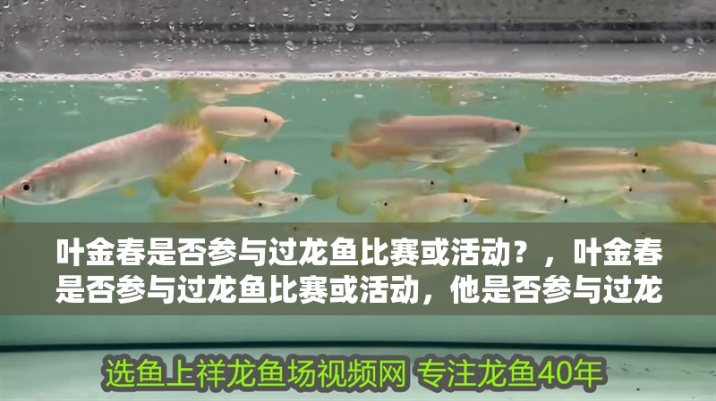 葉金春是否參與過(guò)龍魚(yú)比賽或活動(dòng)？，葉金春是否參與過(guò)龍魚(yú)比賽或活動(dòng)，他是否參與過(guò)龍魚(yú)比賽
