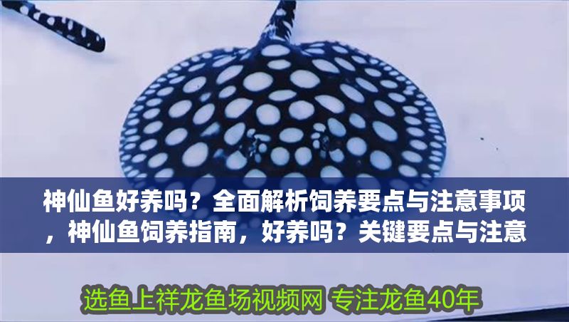 神仙魚好養嗎？全面解析飼養要點與注意事項，神仙魚飼養指南，好養嗎？關鍵要點與注意事項全解析 神仙魚好養嗎？全面解析飼養要點與注意事項，神仙魚飼養指南，好養嗎？關鍵要點與注意事項全解析 龍魚百科 第1張
