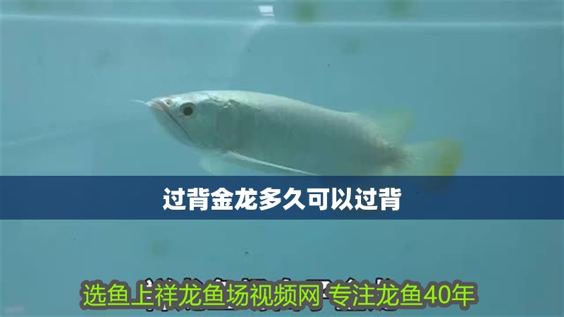 過背金龍多久可以過背