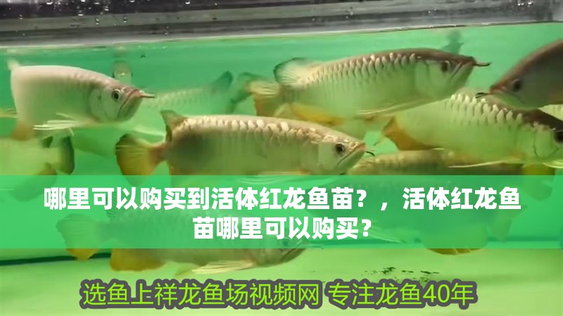 哪里可以購買到活體紅龍魚苗？，活體紅龍魚苗哪里可以購買？