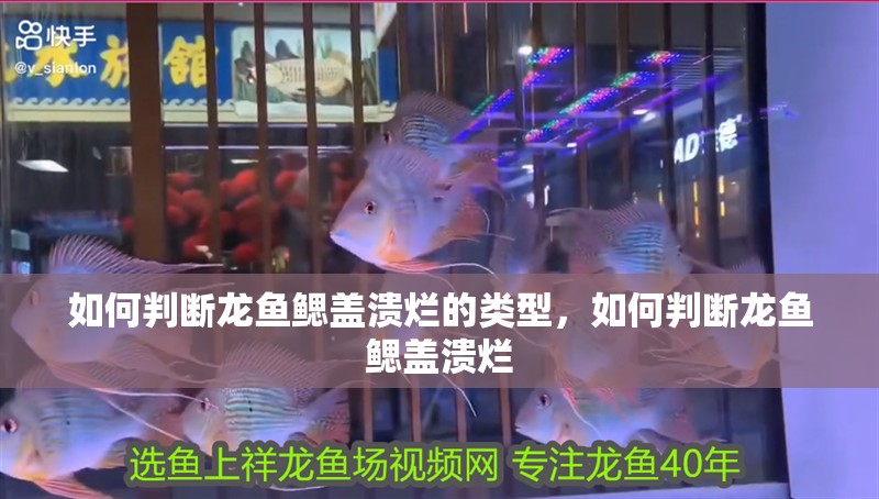 如何判斷龍魚鰓蓋潰爛的類型，如何判斷龍魚鰓蓋潰爛