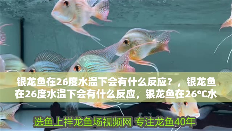 銀龍魚在26度水溫下會有什么反應？，銀龍魚在26度水溫下會有什么反應，銀龍魚在26℃水溫下會有什么反應