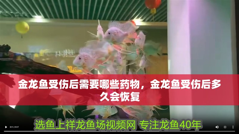 金龍魚受傷后需要哪些藥物，金龍魚受傷后多久會恢復
