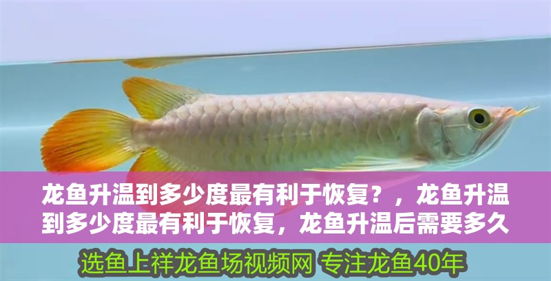 龍魚升溫到多少度最有利于恢復？，龍魚升溫到多少度最有利于恢復，龍魚升溫后需要多久恢復
