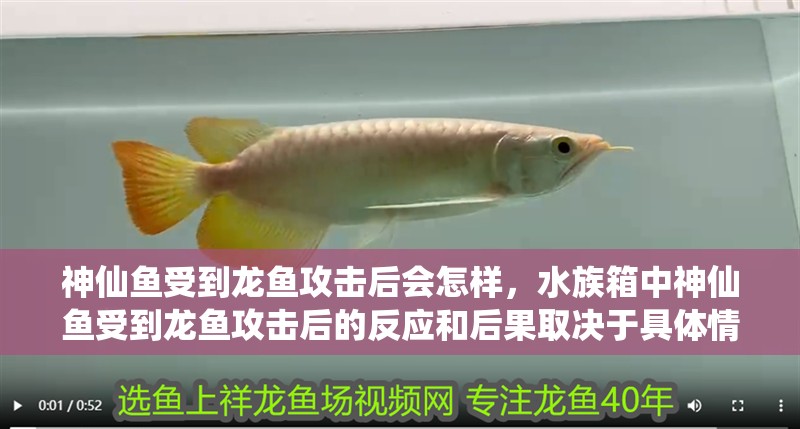 神仙魚受到龍魚攻擊后會怎樣，水族箱中神仙魚受到龍魚攻擊后的反應和后果取決于具體情況