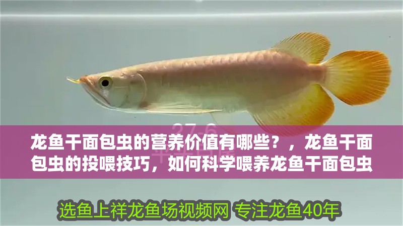 龍魚干面包蟲的營養(yǎng)價值有哪些？，龍魚干面包蟲的投喂技巧，如何科學喂養(yǎng)龍魚干面包蟲