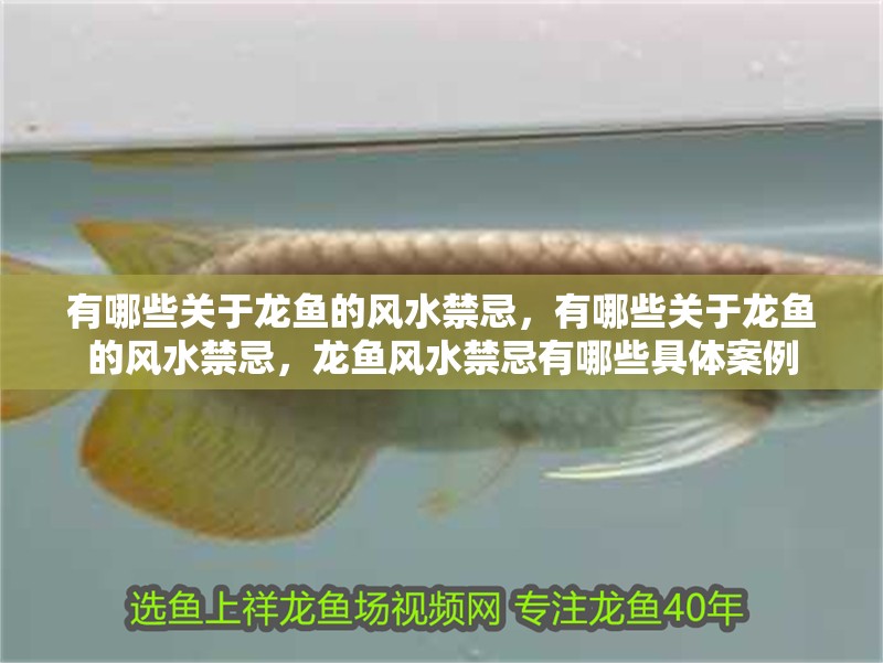 有哪些關(guān)于龍魚的風(fēng)水禁忌，有哪些關(guān)于龍魚的風(fēng)水禁忌，龍魚風(fēng)水禁忌有哪些具體案例