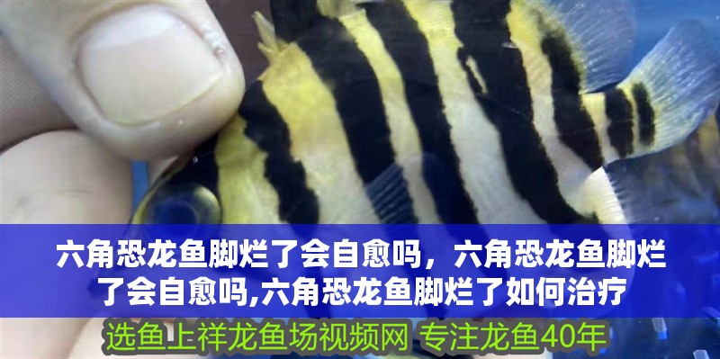 六角恐龍魚腳爛了會自愈嗎，六角恐龍魚腳爛了會自愈嗎,六角恐龍魚腳爛了如何治療