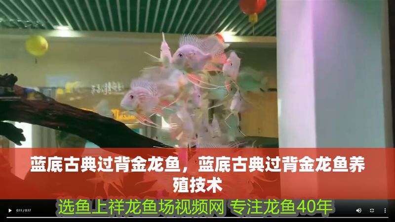 藍底古典過背金龍魚，藍底古典過背金龍魚養(yǎng)殖技術