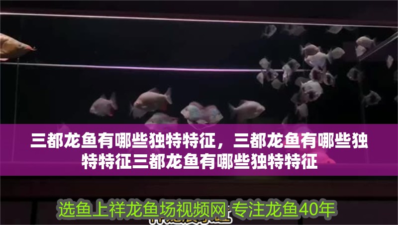 三都龍魚有哪些獨(dú)特特征，三都龍魚有哪些獨(dú)特特征三都龍魚有哪些獨(dú)特特征