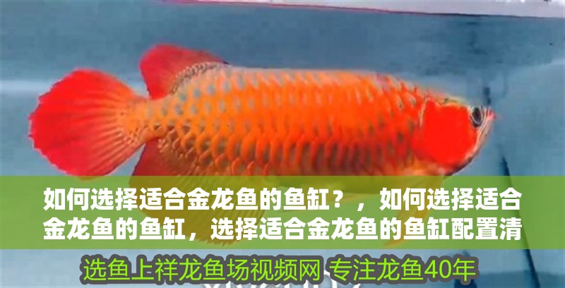 如何選擇適合金龍魚的魚缸？，如何選擇適合金龍魚的魚缸，選擇適合金龍魚的魚缸配置清單