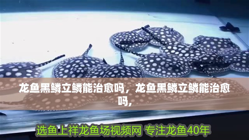 龍魚黑鱗立鱗能治愈嗎，龍魚黑鱗立鱗能治愈嗎,