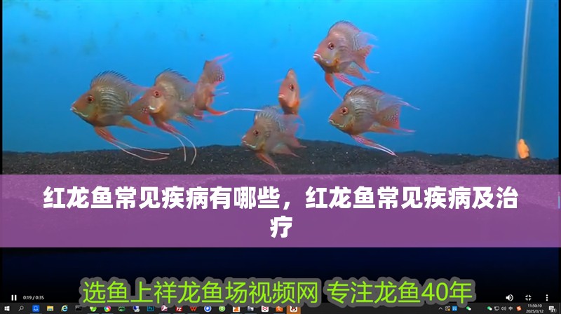 紅龍魚常見疾病有哪些，紅龍魚常見疾病及治療
