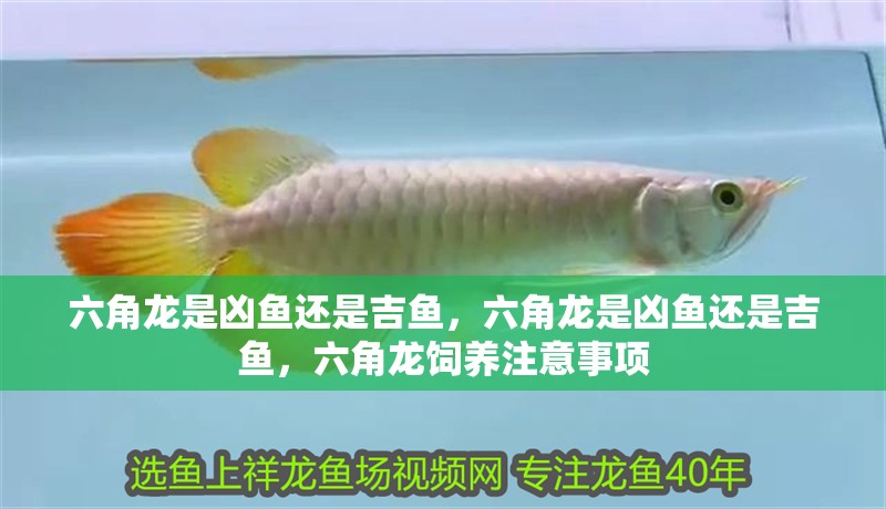 六角龍是兇魚還是吉魚，六角龍是兇魚還是吉魚，六角龍飼養注意事項