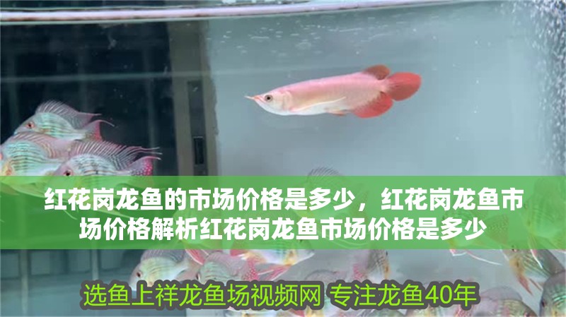 紅花崗龍魚(yú)的市場(chǎng)價(jià)格是多少，紅花崗龍魚(yú)市場(chǎng)價(jià)格解析紅花崗龍魚(yú)市場(chǎng)價(jià)格是多少