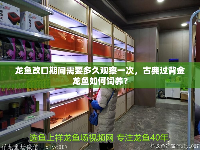 龍魚改口期間需要多久觀察一次，古典過背金龍魚如何飼養？