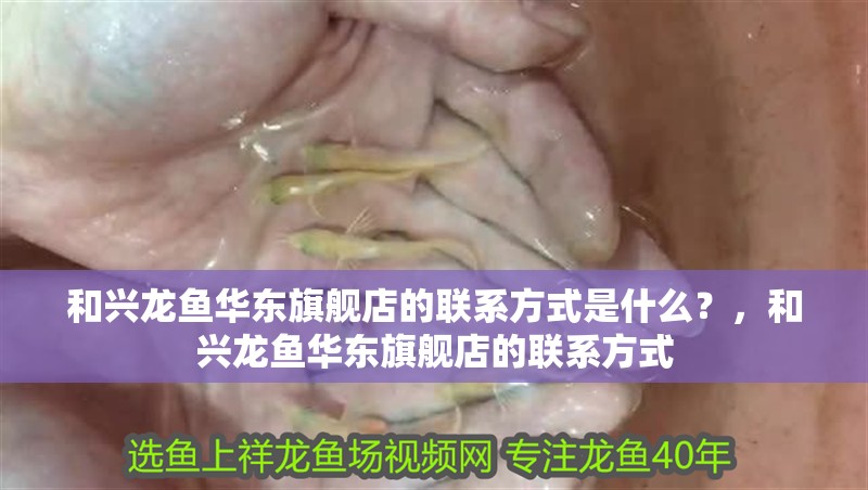 和興龍魚華東旗艦店的聯(lián)系方式是什么？，和興龍魚華東旗艦店的聯(lián)系方式