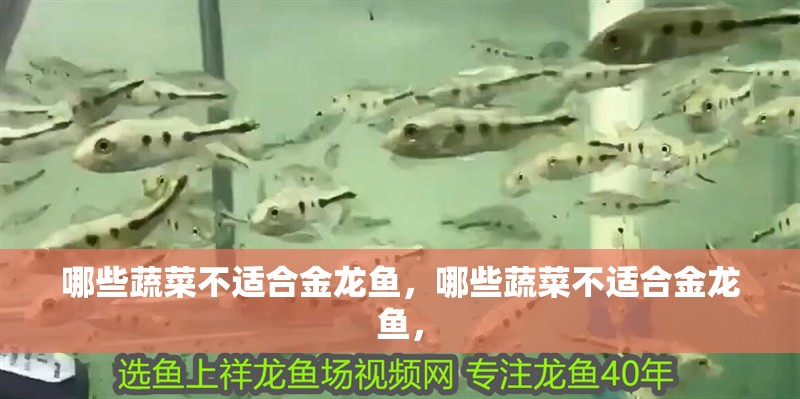 哪些蔬菜不適合金龍魚，哪些蔬菜不適合金龍魚，