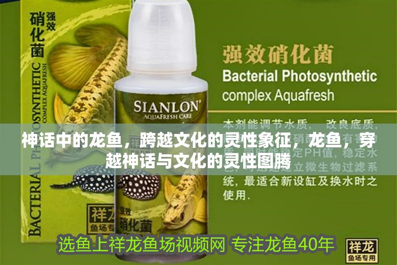 神話中的龍魚，跨越文化的靈性象征，龍魚，穿越神話與文化的靈性圖騰