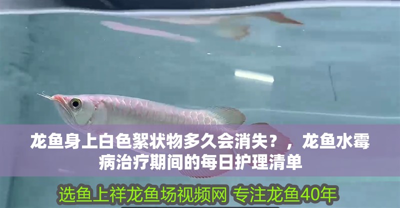 龍魚身上白色絮狀物多久會消失？，龍魚水霉病治療期間的每日護理清單