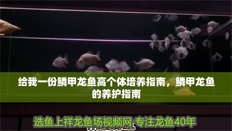 給我一份鱗甲龍魚高個體培養(yǎng)指南，鱗甲龍魚的養(yǎng)護指南