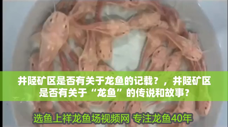 井陘礦區是否有關于龍魚的記載？，井陘礦區是否有關于“龍魚”的傳說和故事？