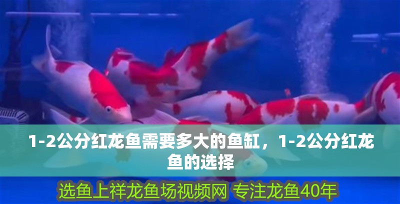 1-2公分紅龍魚需要多大的魚缸，1-2公分紅龍魚的選擇