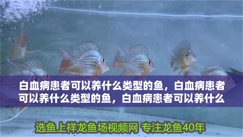 白血病患者可以養(yǎng)什么類型的魚，白血病患者可以養(yǎng)什么類型的魚，白血病患者可以養(yǎng)什么魚