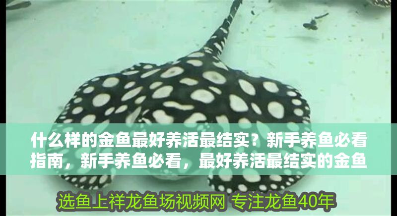 什么樣的金魚最好養(yǎng)活最結實？新手養(yǎng)魚必看指南，新手養(yǎng)魚必看，最好養(yǎng)活最結實的金魚品種推薦